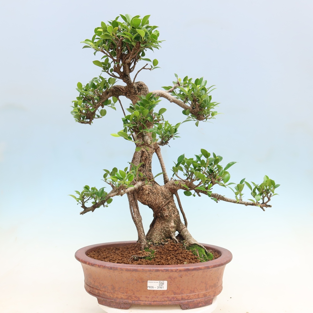 Camera bonsai - Ficus kimmen - ficus a foglie piccole