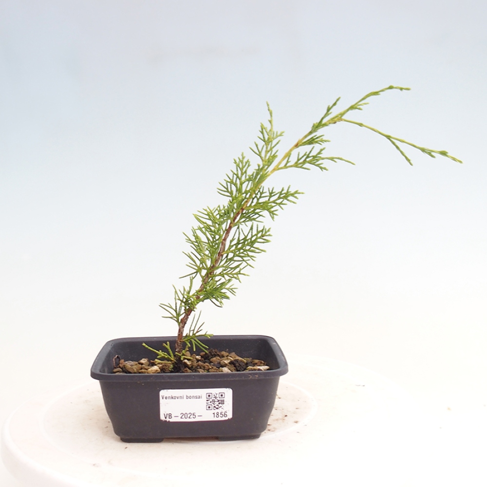 Bonsai da esterno - Juniperus chinensis Itoigawa