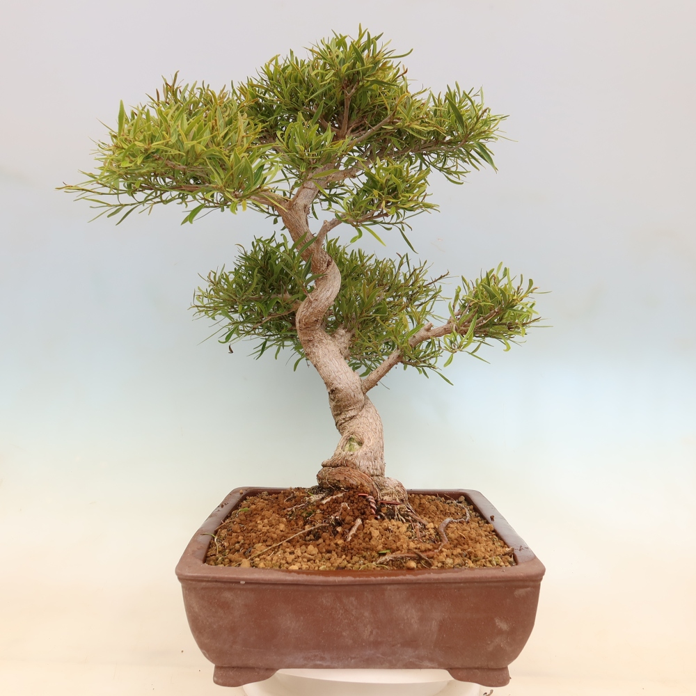 Camera bonsai - Ficus nerifolia - ficus a foglie piccole