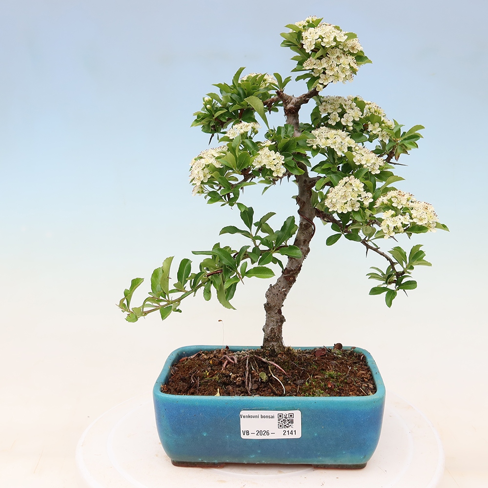 Bonsai da esterno - Pyracantha teton - Pyracantha scarlatta