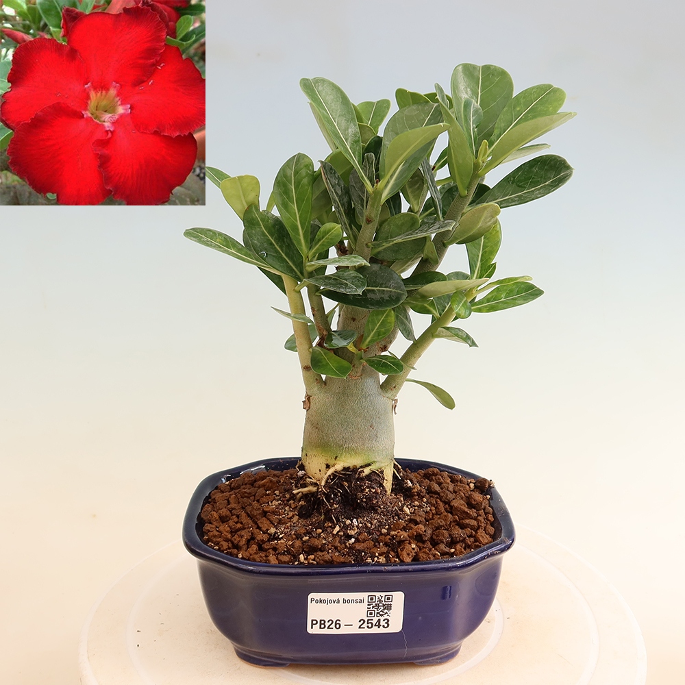 Bonsai da interno - Adenium obesum Red Star - Rosa del deserto