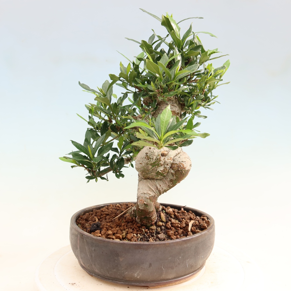 Camera bonsai - Gardenia jasminoides-Gardenia