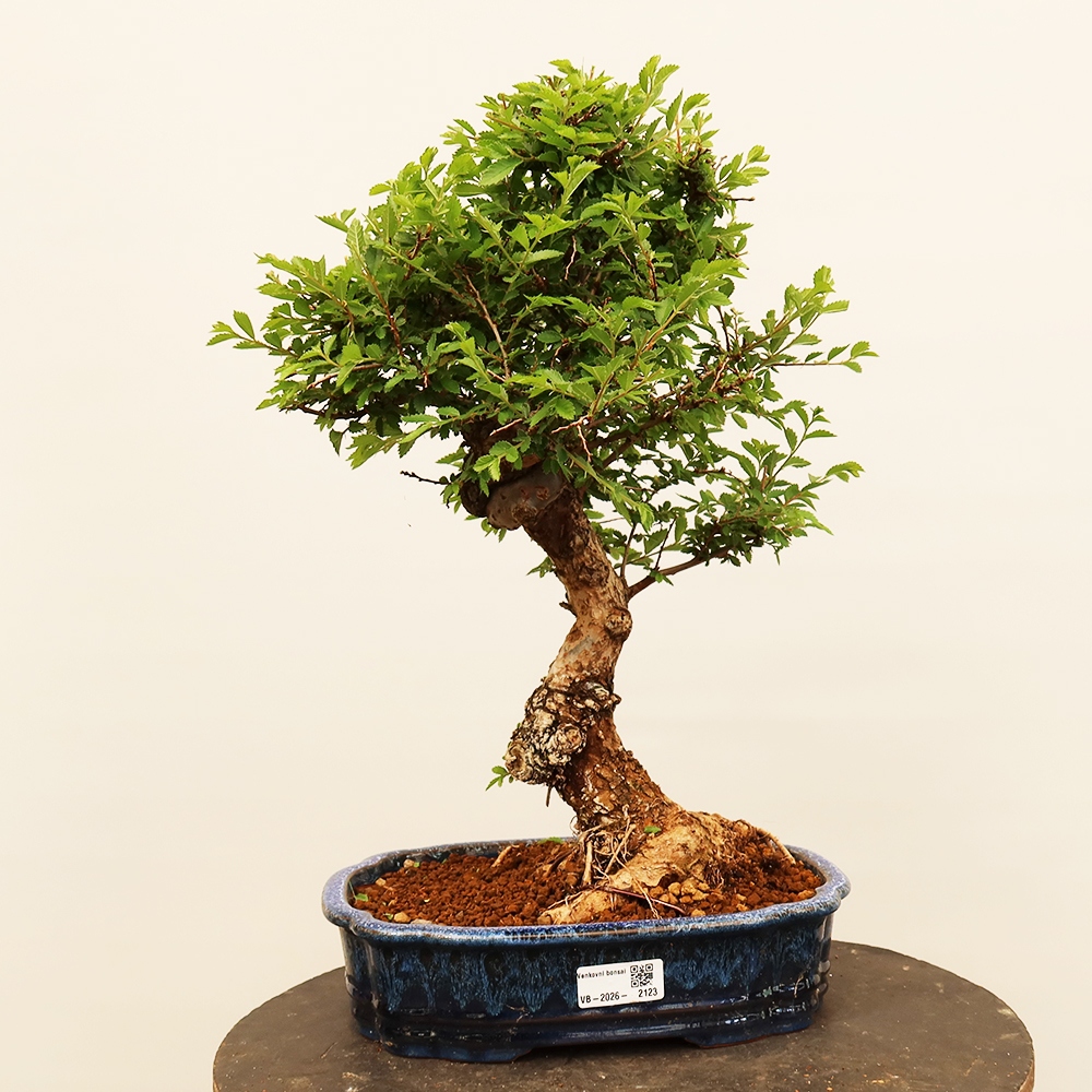 Bonsai da esterno - Zelkova - Zelkova NIRE