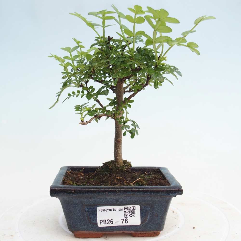 Camera bonsai - Zantoxylum piperitum - albero del pepe