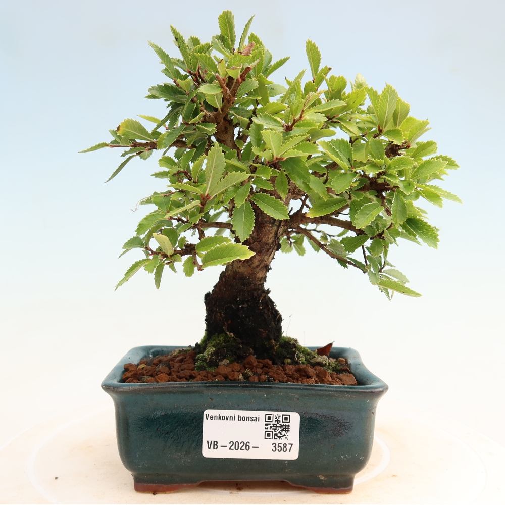 Bonsai da esterno - Zelkova - Zelkova NIRE