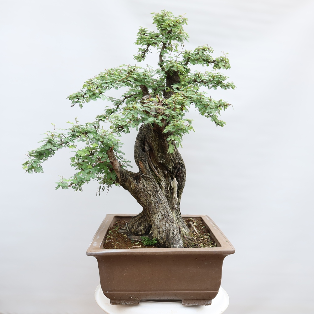 Camera bonsai - Acacias Arabica