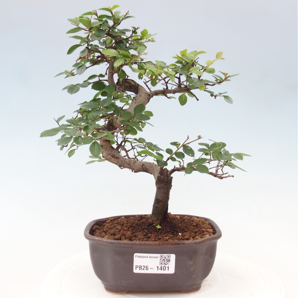 Camera bonsai - Ulmus parvifolia - Olmo a foglie piccole