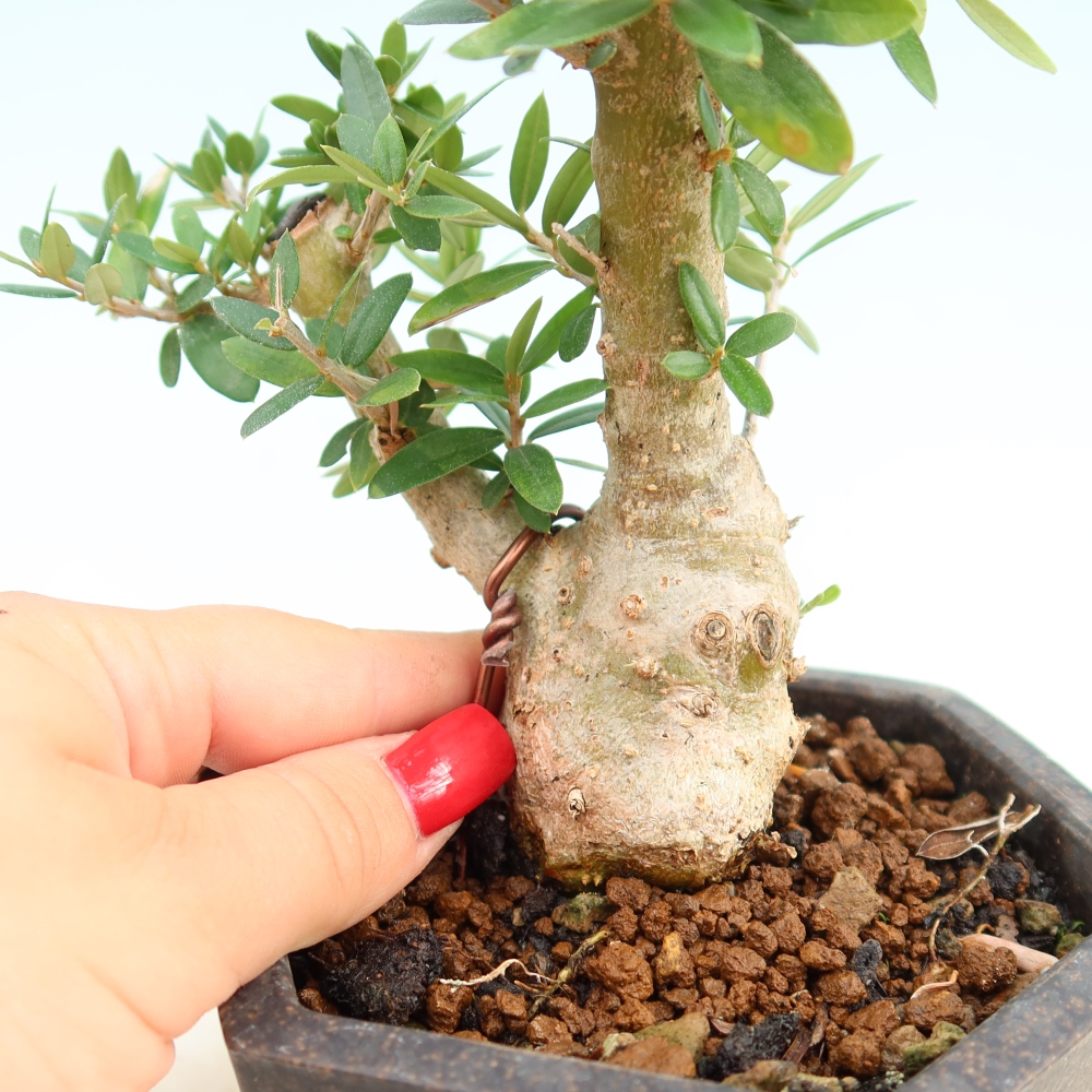 Bonsai da interno - Olea europaea sylvestris