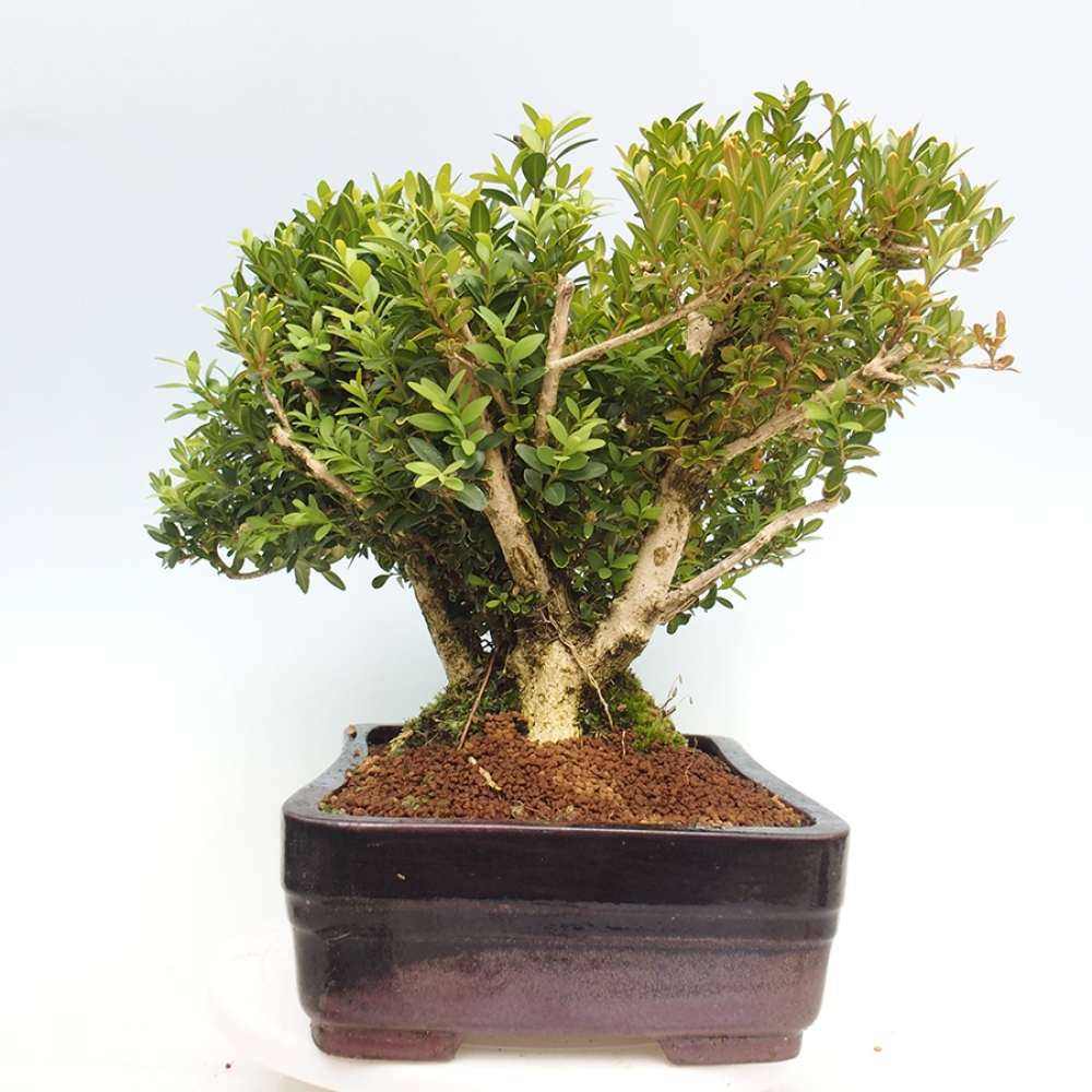 Bonsai da esterno - Buxus sempervirens - bosso