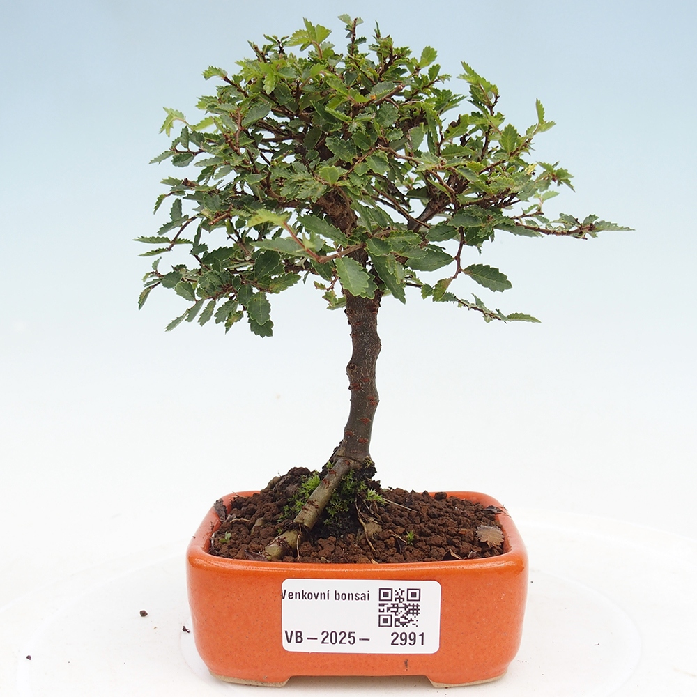Bonsai da esterno - Ulmus parvifolia Sagei - Olmo a foglie piccole