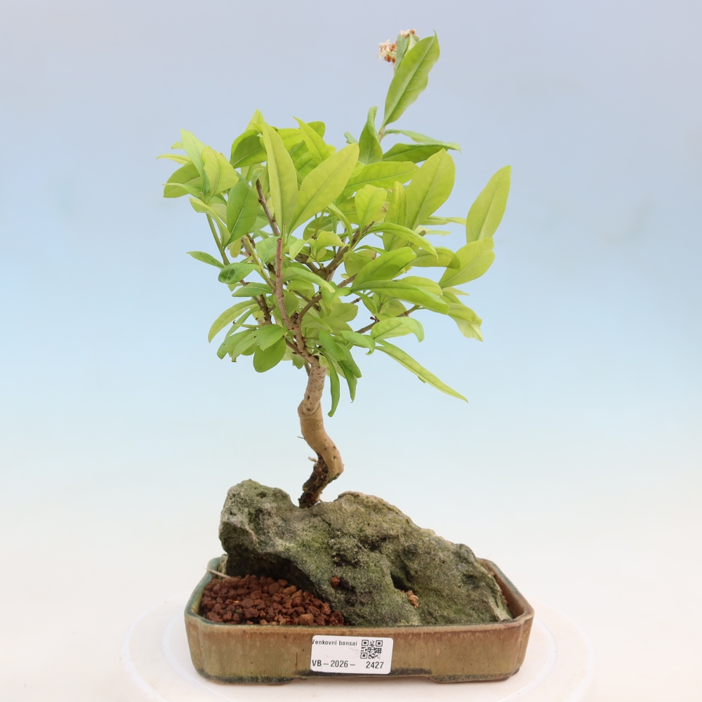 Bonsai da esterno - Ligustrum vulgare - Becco d'uccello