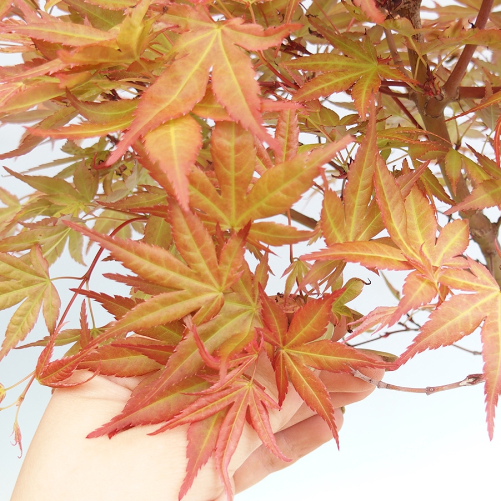 Bonsai da esterno - Acer palmatum Beni Tsukasa in contenitore