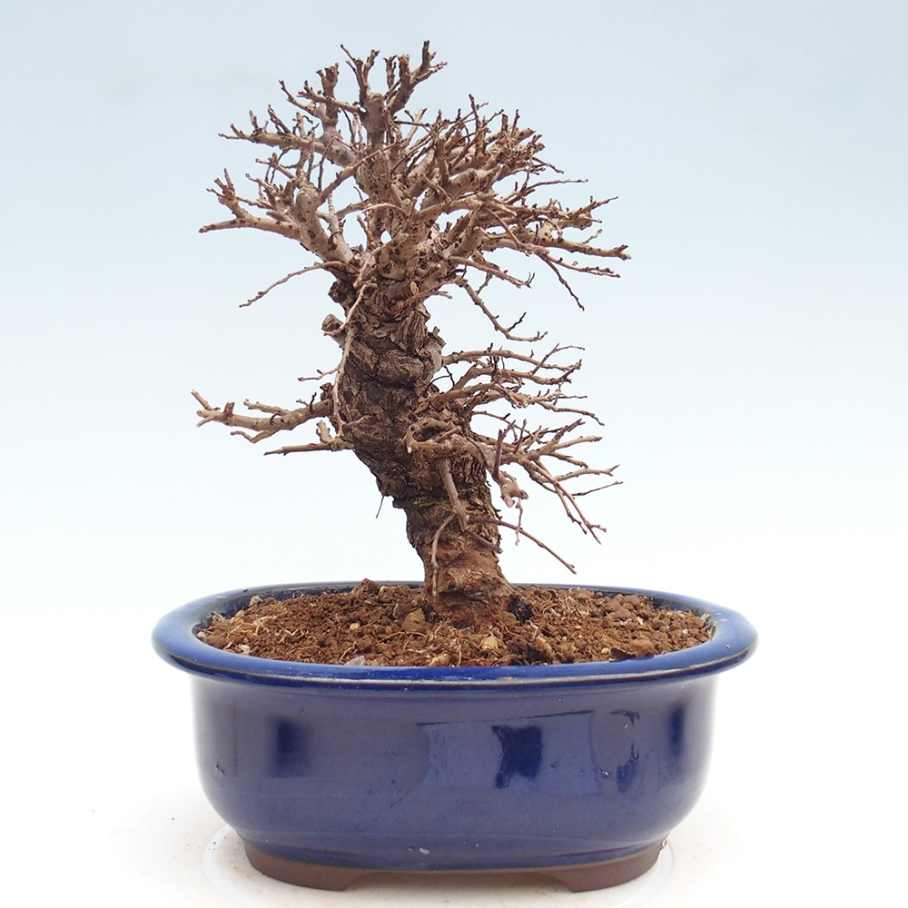 Bonsai da esterno - Zelkova - Zelkova NIRE