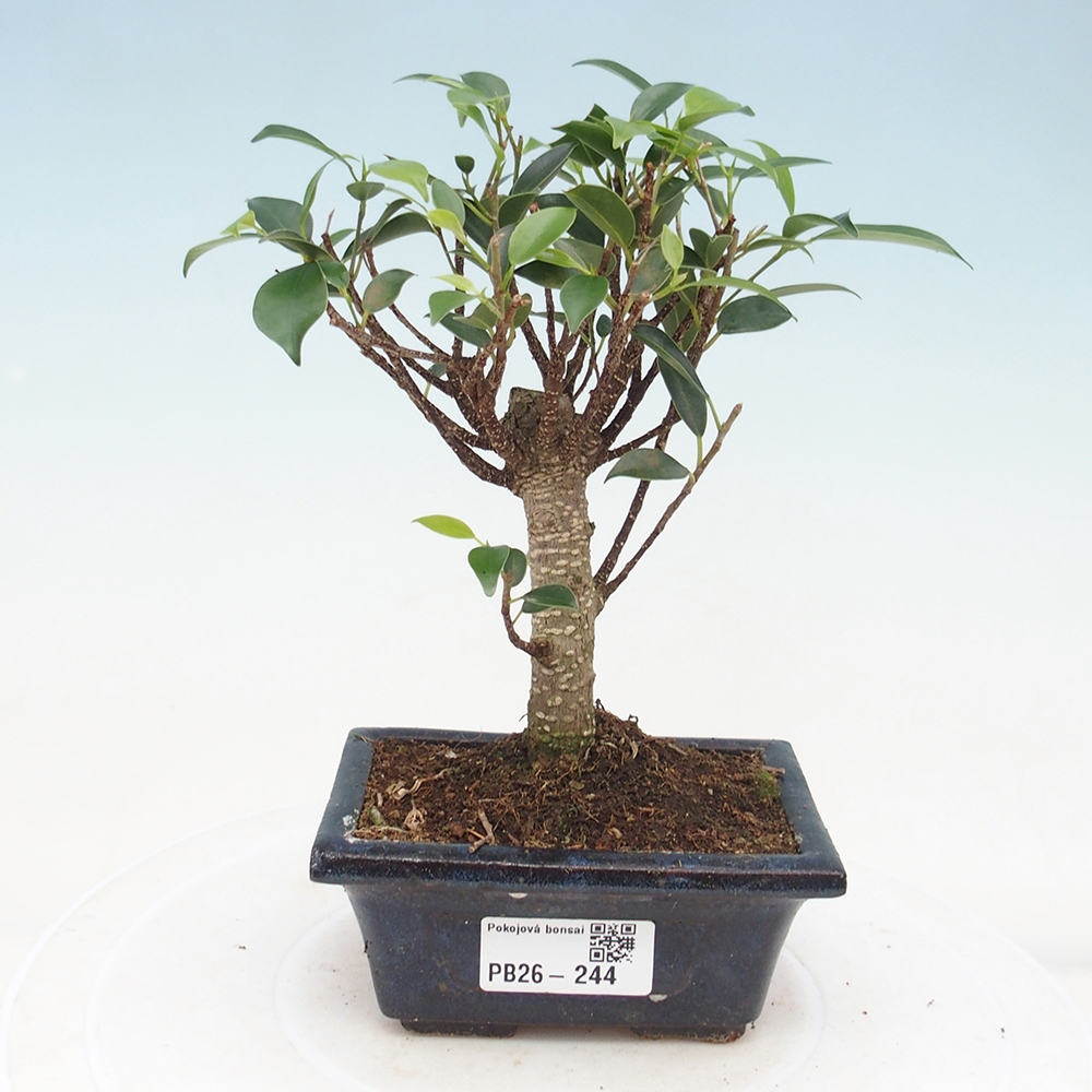 Camera bonsai Ficus retusa kimmen