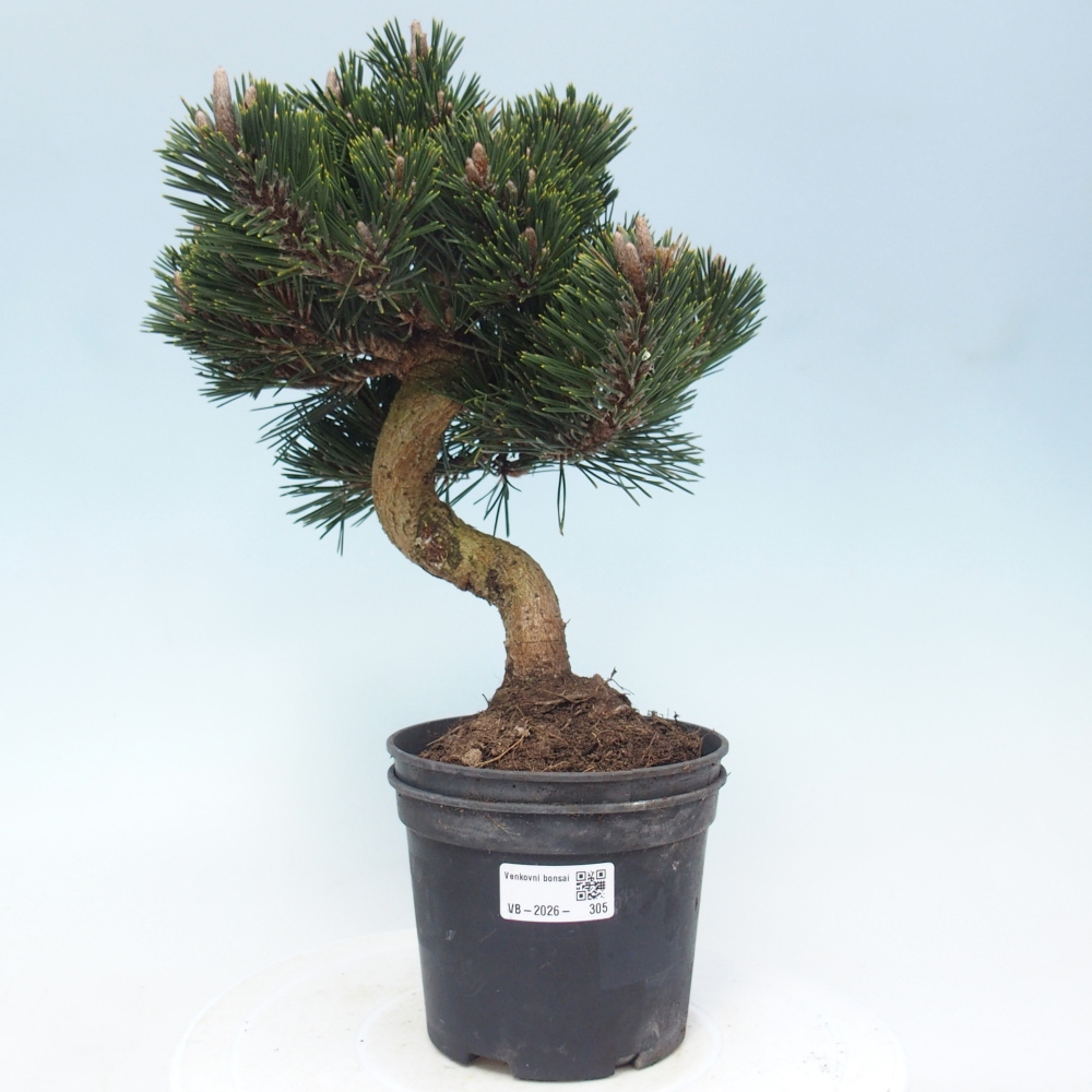 Bonsai da esterno - Pinus thunbergii senjyumaru - Pino di Thunberg
