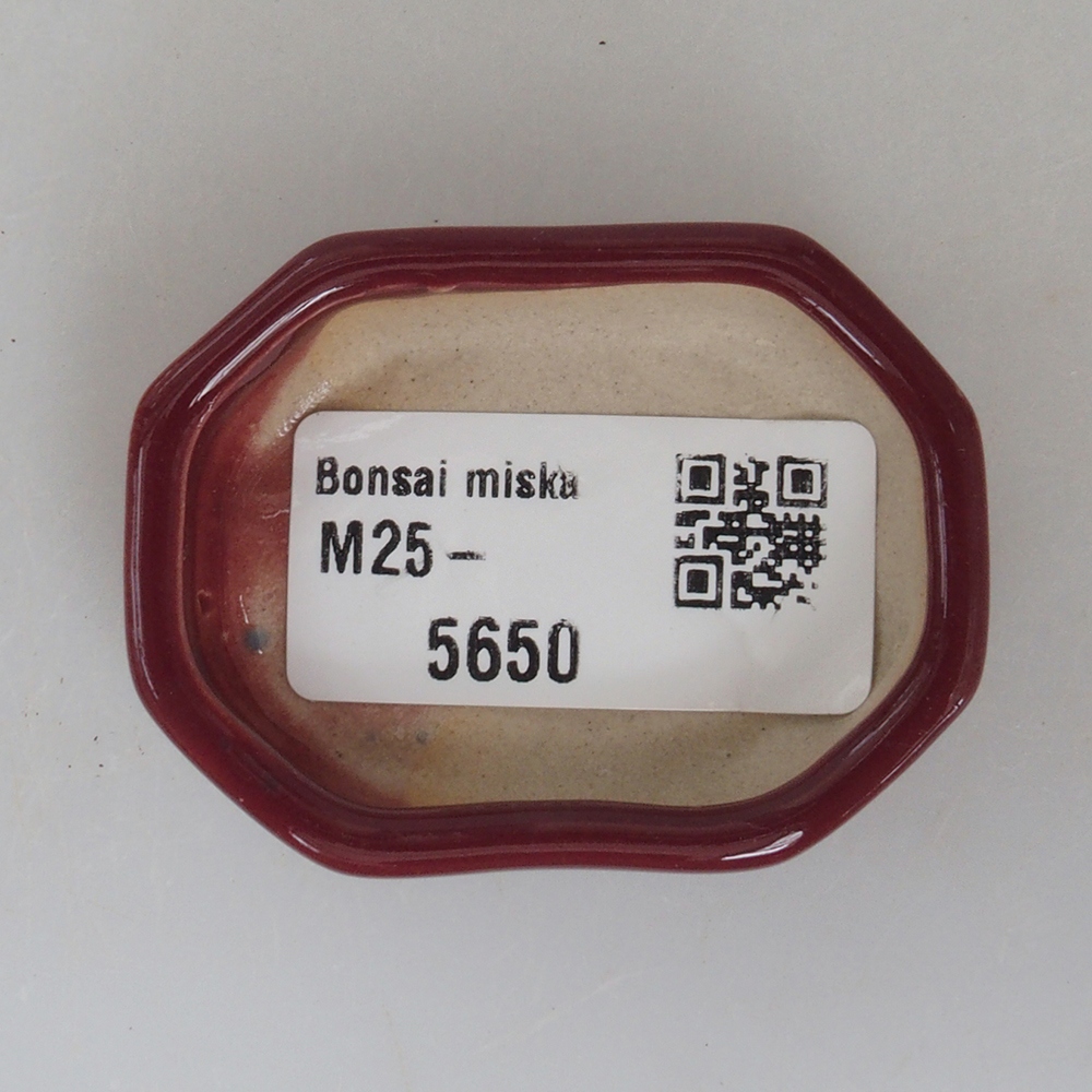 Mini bonsai 5,5 x 4 x 1,5 cm, colore bordeaux