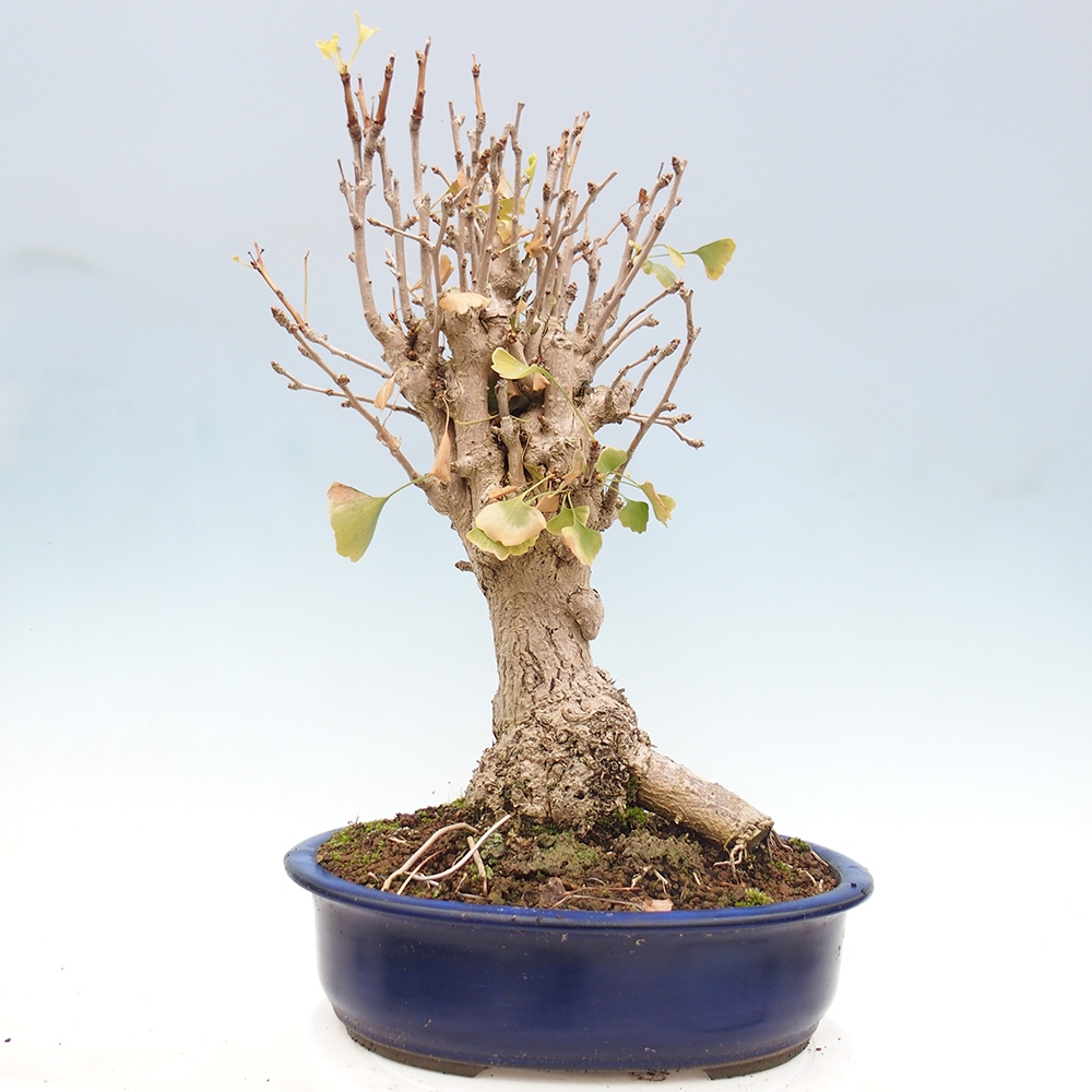 Bonsai da esterno - Ginkgo biloba - Ginkgo biloba