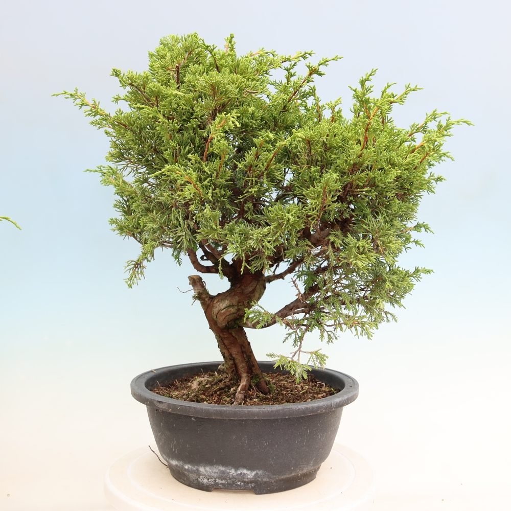 Bonsai da esterno - Juniperus chinensis Itoigawa-Juniperus chinensis
