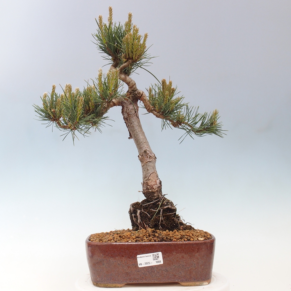 Bonsai da esterno - Pinus Sylvestris Watererri - Pino silvestre