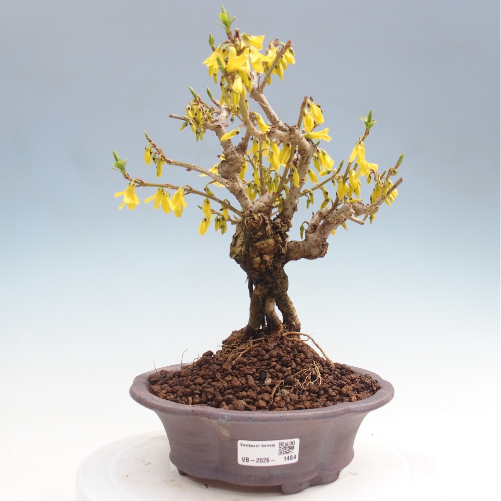 Bonsai da esterno - Zlatice - Forsythia koreana