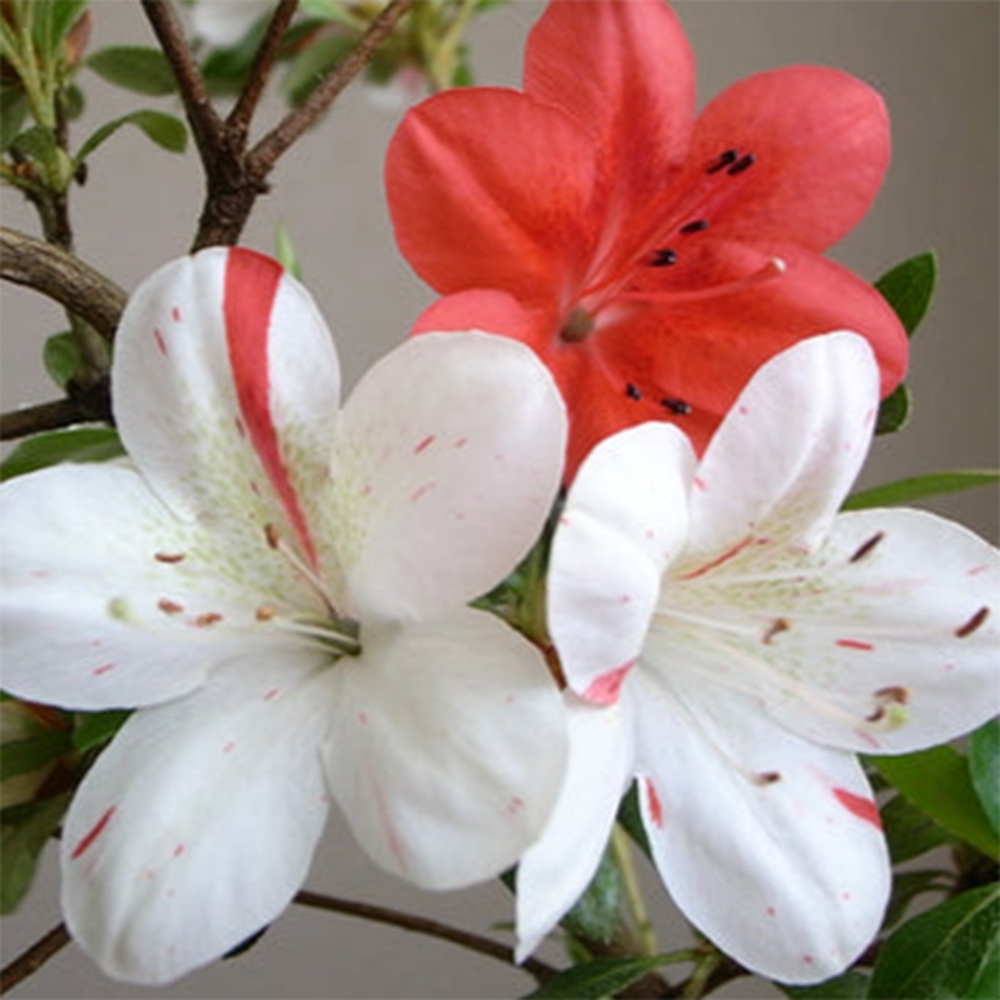 Bonsai da esterno - Azalea giapponese - Azalea Kisshoten