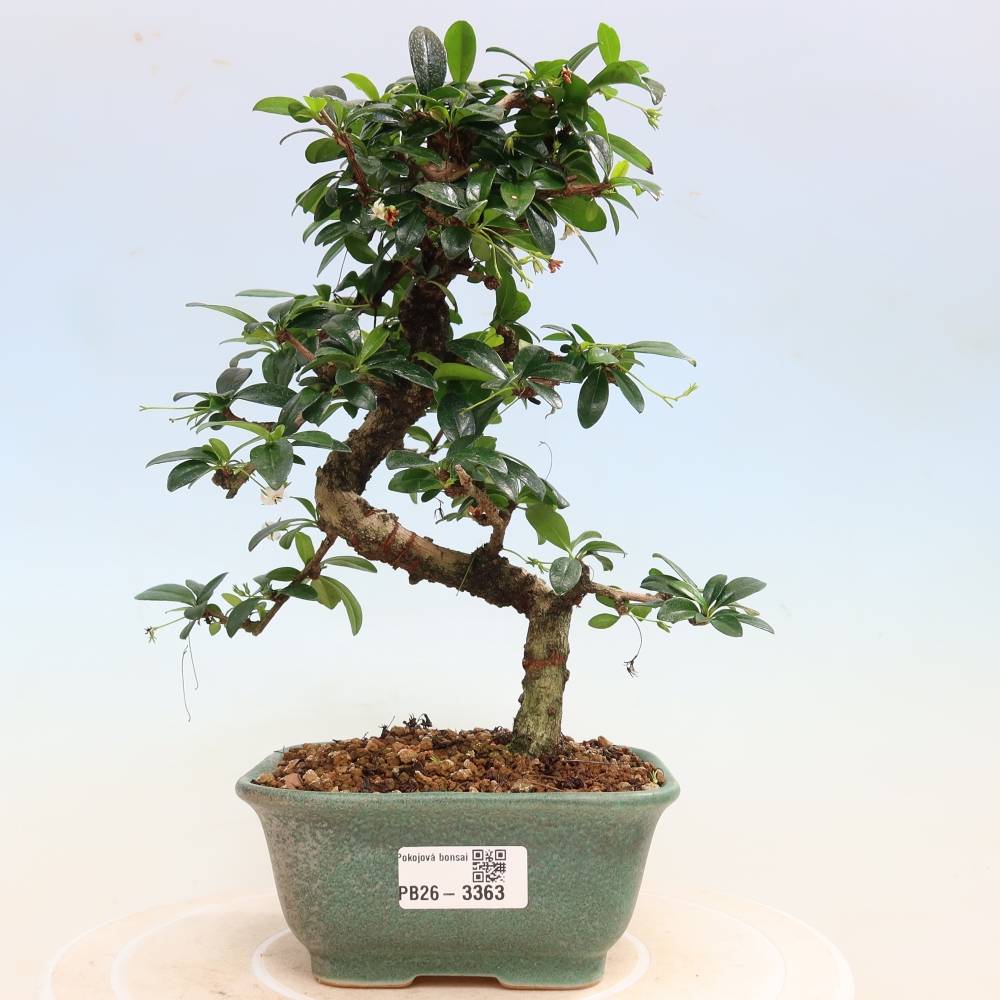 Camera bonsai - Carmona macrophylla - Tea fuki