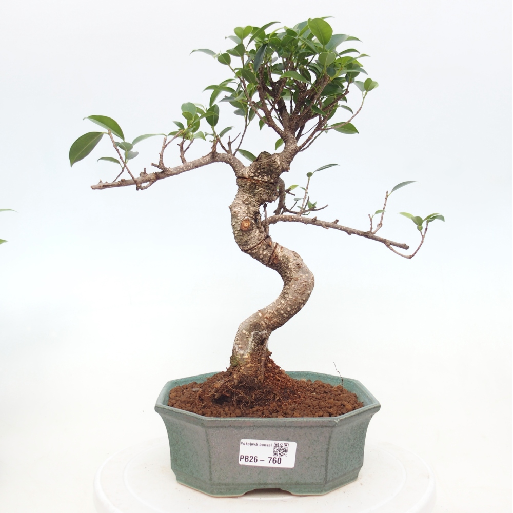 Camera bonsai - Ficus retusa - ficus a foglie piccole