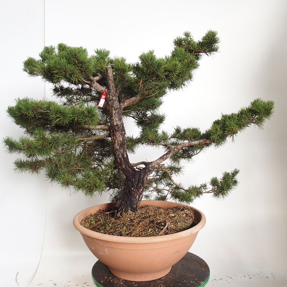Yamadori - Pinus sylvestris Spagna