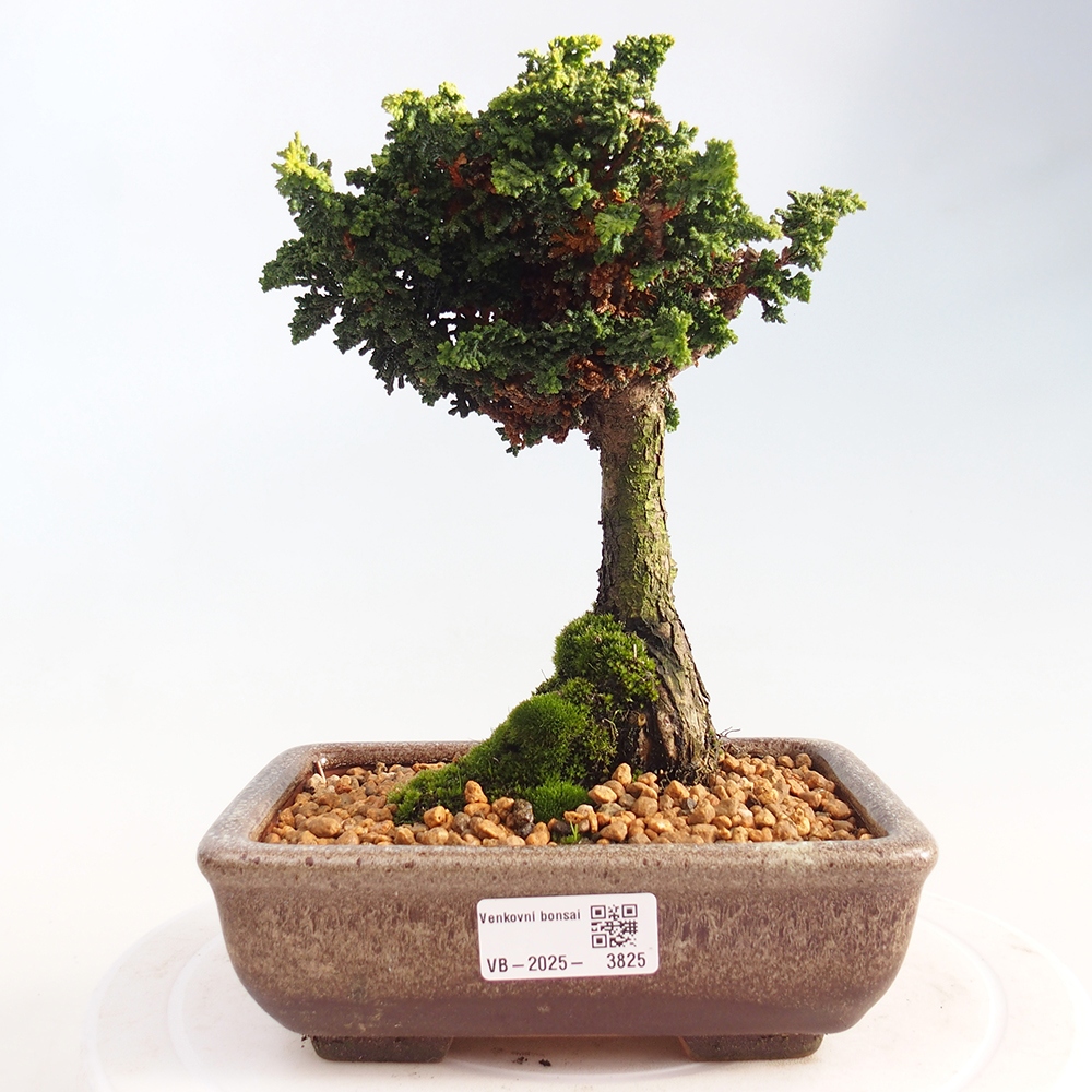 Bonsai da esterno - Cham. obtusa SEKKA HINOKI - Cipresso