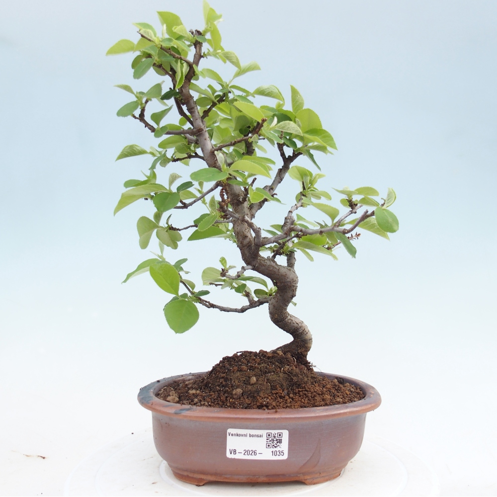 Bonsai da esterno - Chaneomeles chinensis