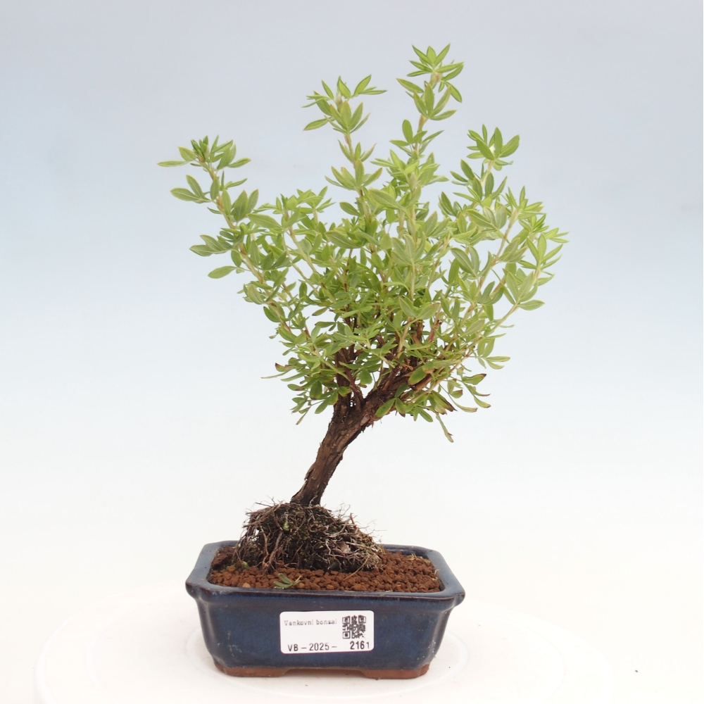 Bonsai da esterno - Potentila fruticosa yellow Bird