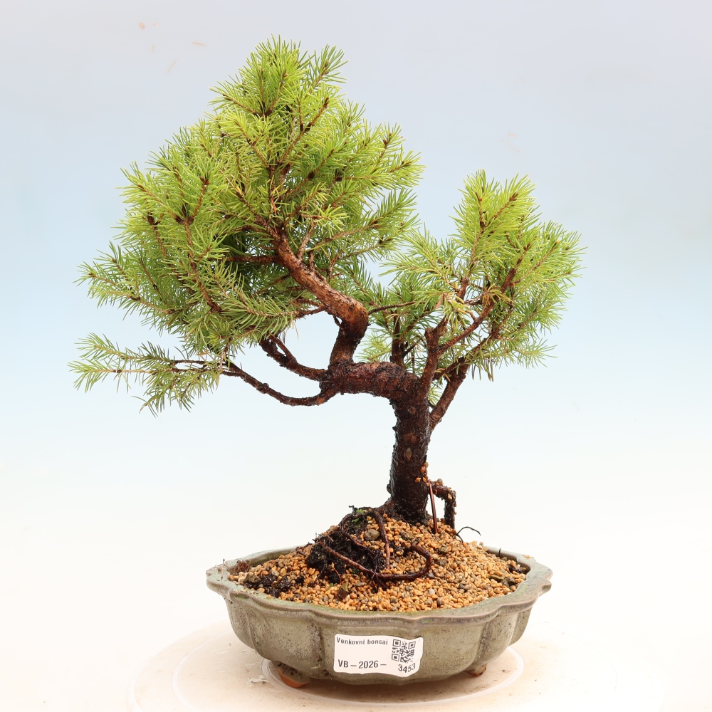 Bonsai da esterno - Abete grigio - Picea glauca globe