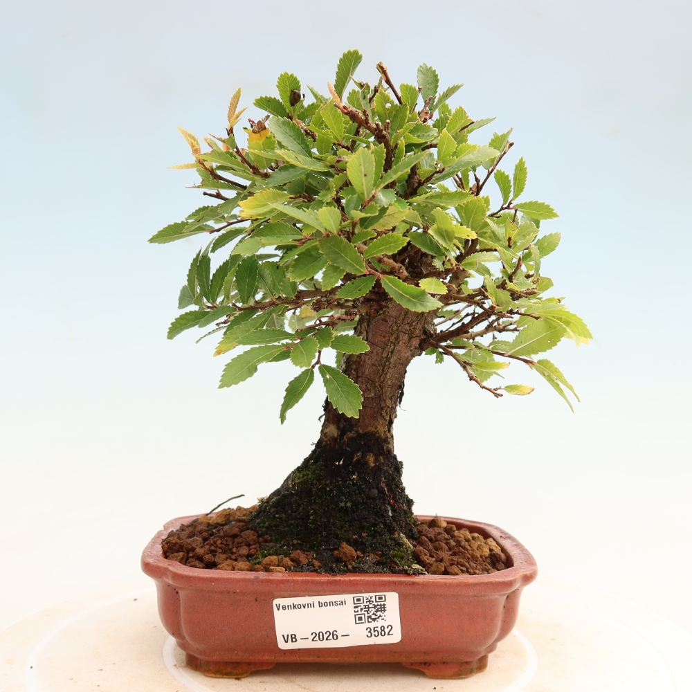 Bonsai da esterno - Zelkova - Zelkova NIRE