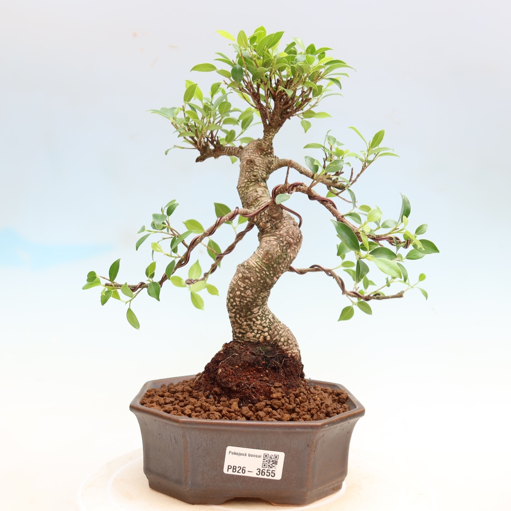 Camera bonsai - Ficus kimmen - ficus a foglie piccole