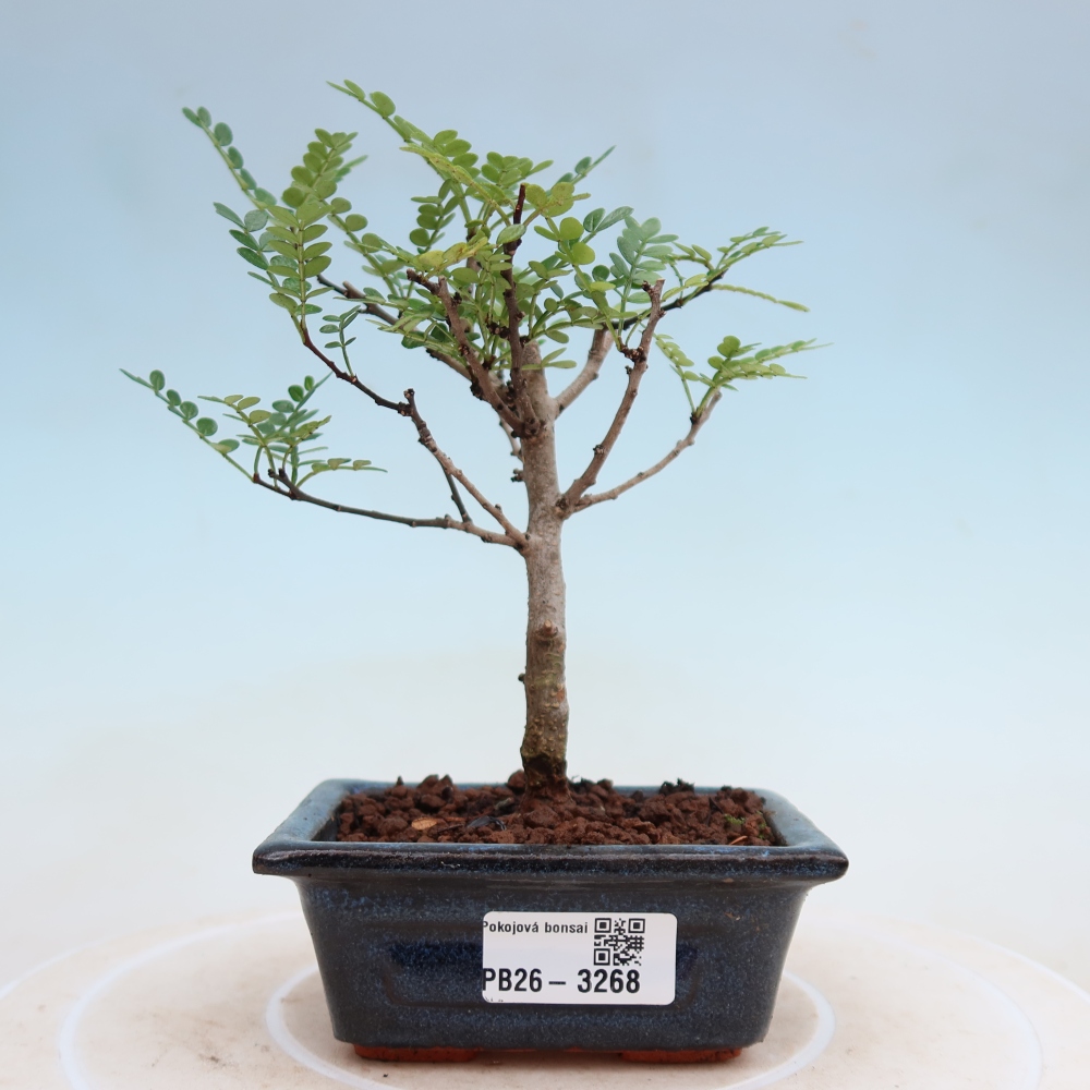 Camera bonsai - Zantoxylum piperitum - albero del pepe