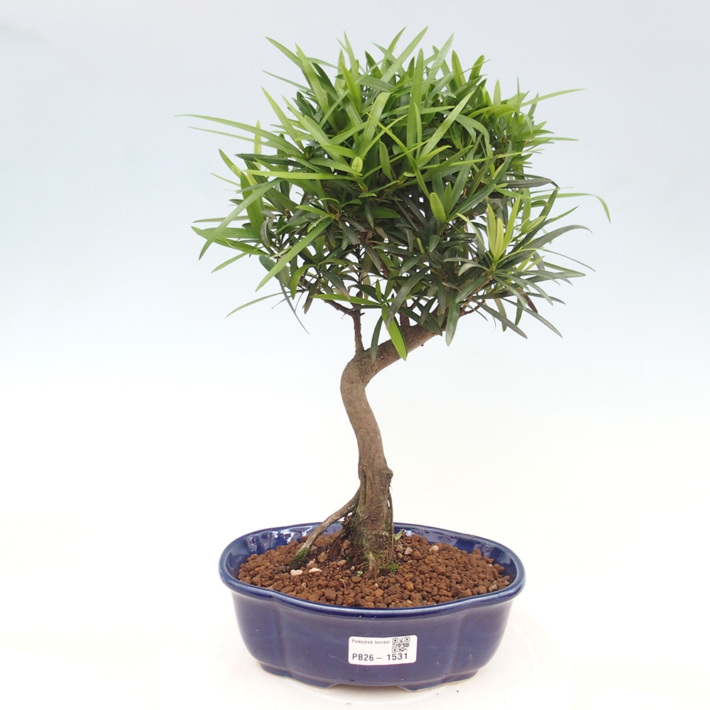 Camera bonsai - Podocarpus - Tasso delle pietre