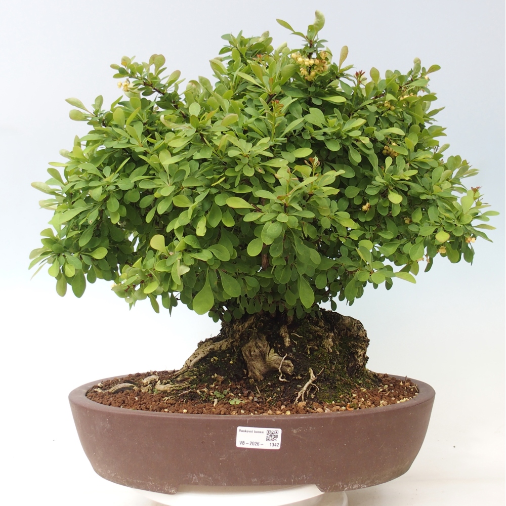 Bonsai da esterno - Crespino - Berberis thunbergii atropurpurea