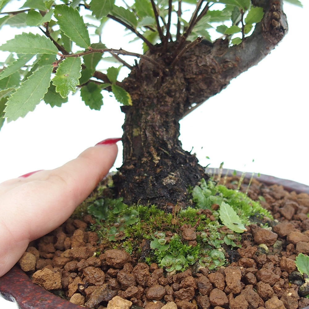 Bonsai da esterno - Zelkova - Zelkova NIRE