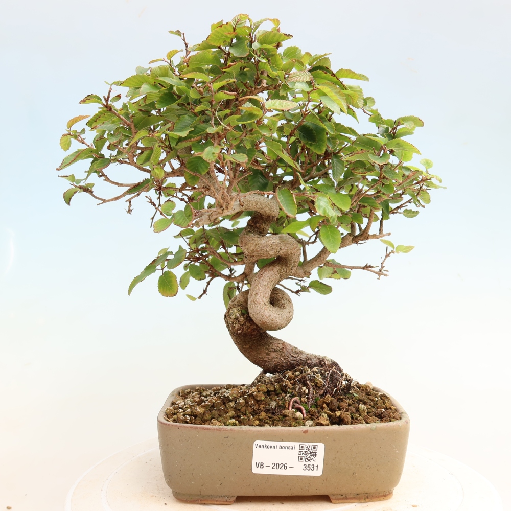 Bonsai da esterno -Carpinus CARPINOIDES - Carpino coreano