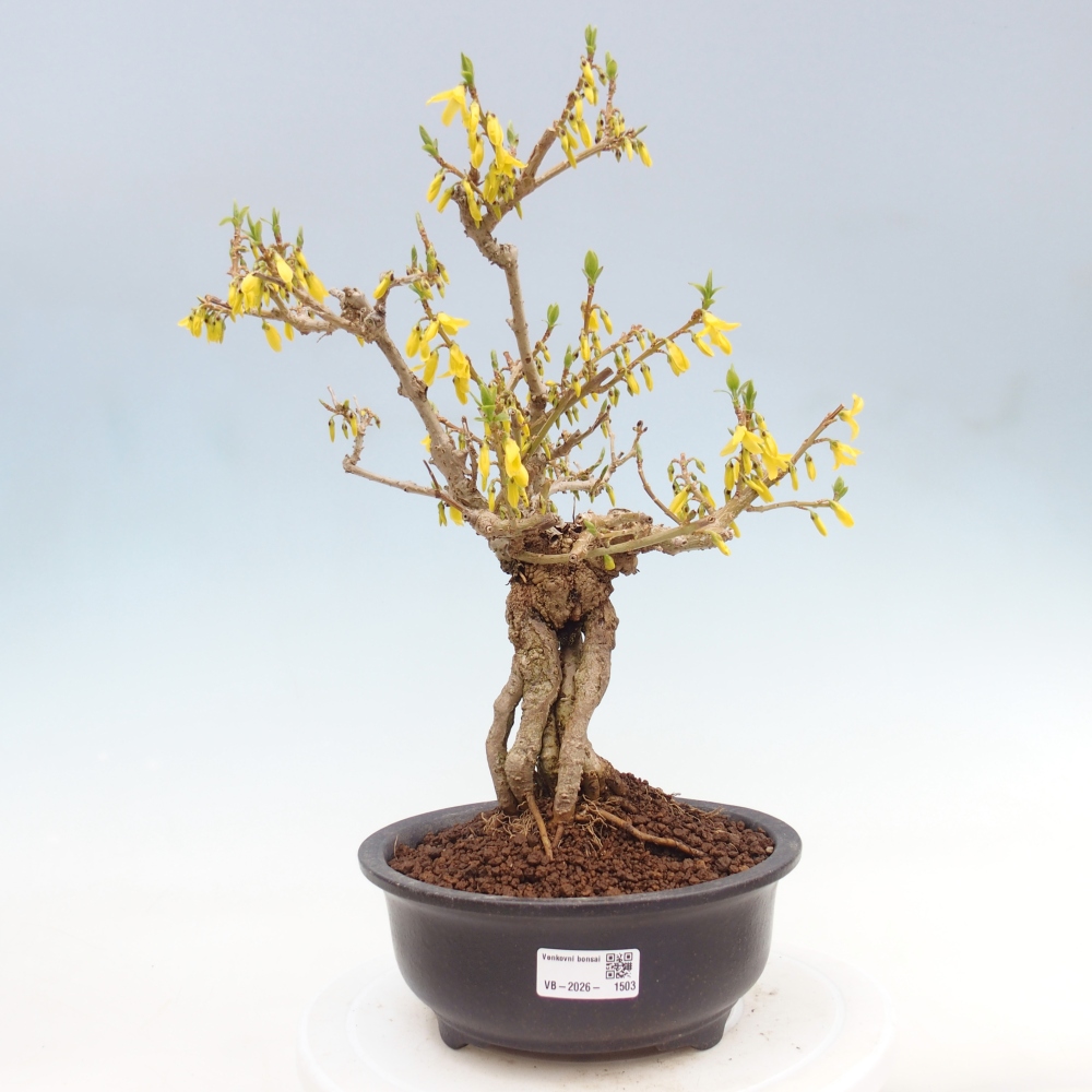 Bonsai da esterno - Zlatice - Forsythia koreana