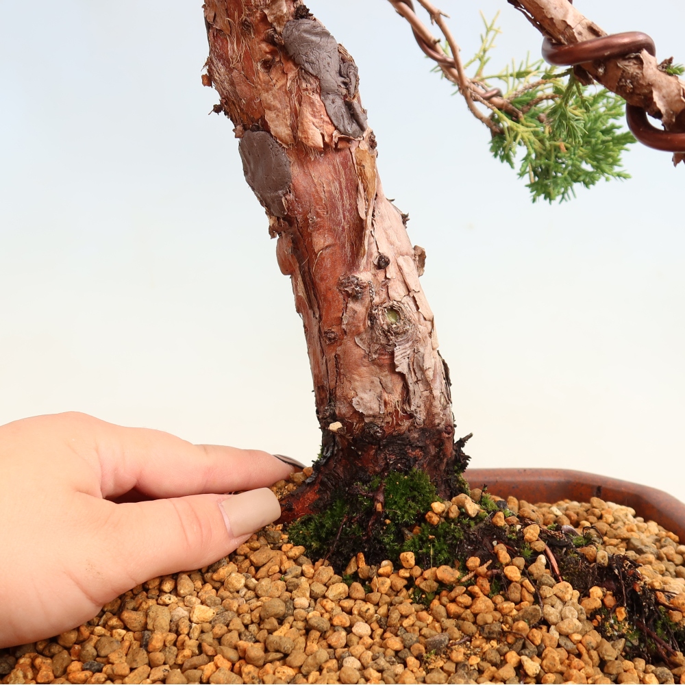 Bonsai da esterno - Juniperus chinensis Kishu