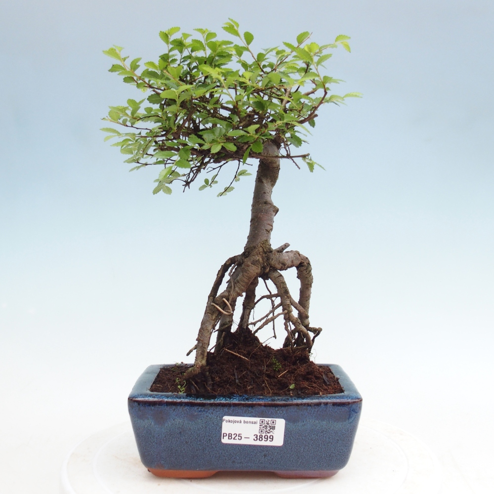 Camera bonsai - Ulmus parvifolia - Olmo a foglie piccole