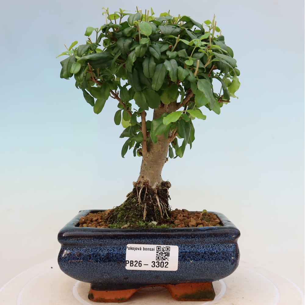 Camera bonsai -Ligustrum chinensis - Becco d'uccello