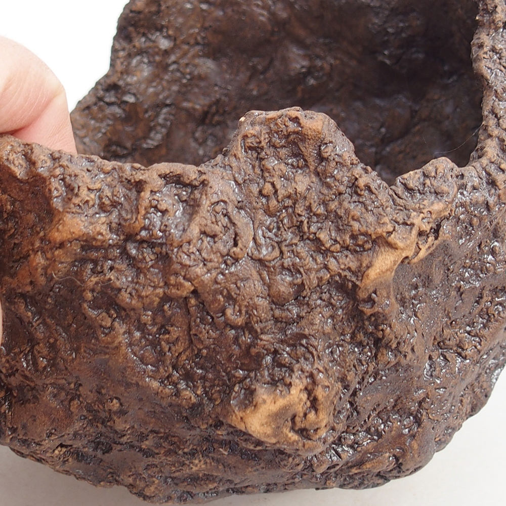 Conchiglia in ceramica 16 x 14 x 14 cm , colore marrone