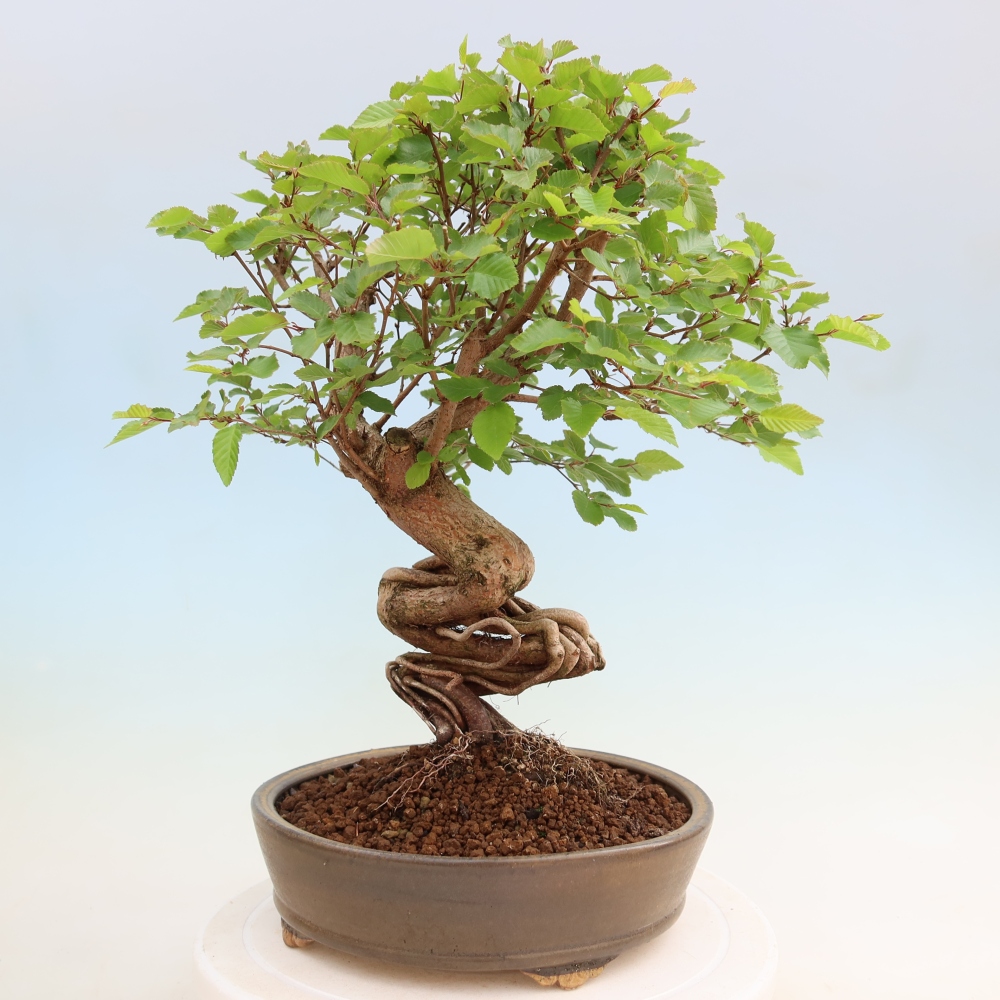 Bonsai da esterno -Carpinus Coreana - Carpino coreano