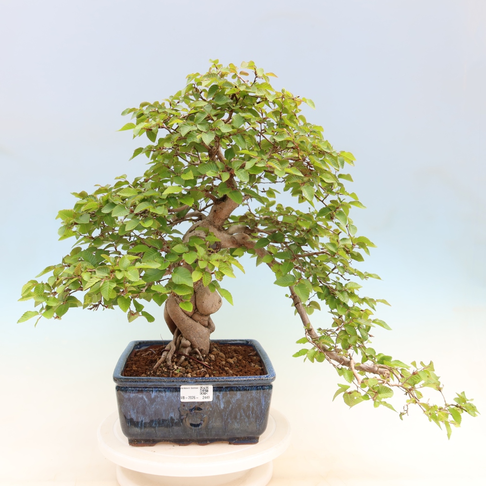 Bonsai da esterno -Carpinus Coreana - Carpino coreano