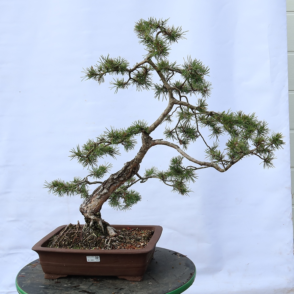 Pinus sylvestris Spagna - pino silvestre
