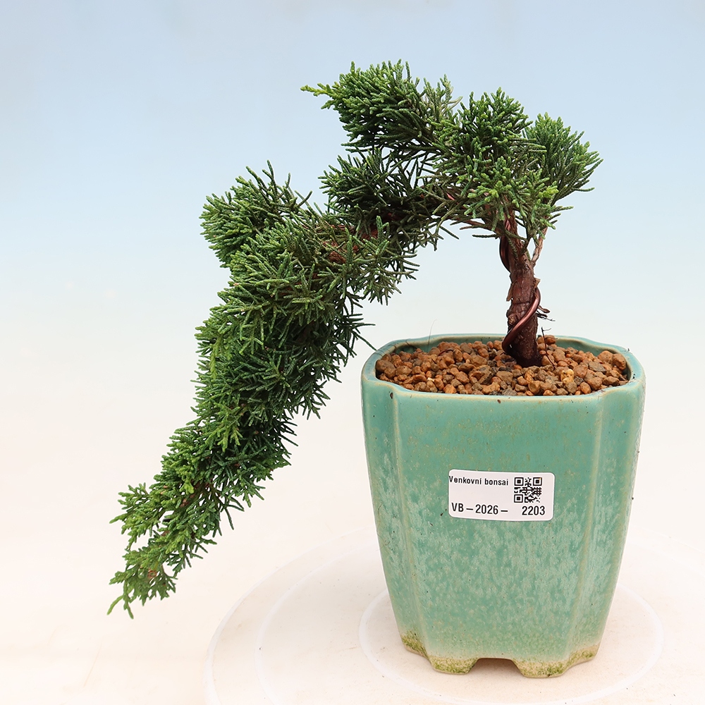 Bonsai da esterno - Juniperus chinensis Kishu