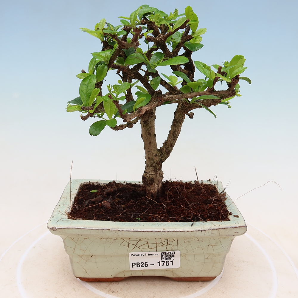 Camera bonsai - Carmona macrophylla - Tea fuki