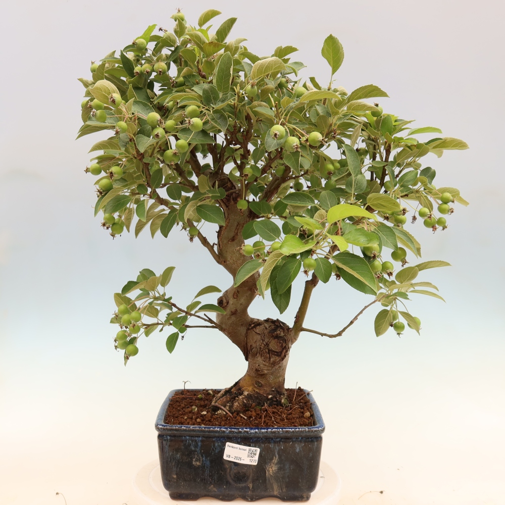Bonsai da esterno -Malus halliana - Melo a frutto piccolo